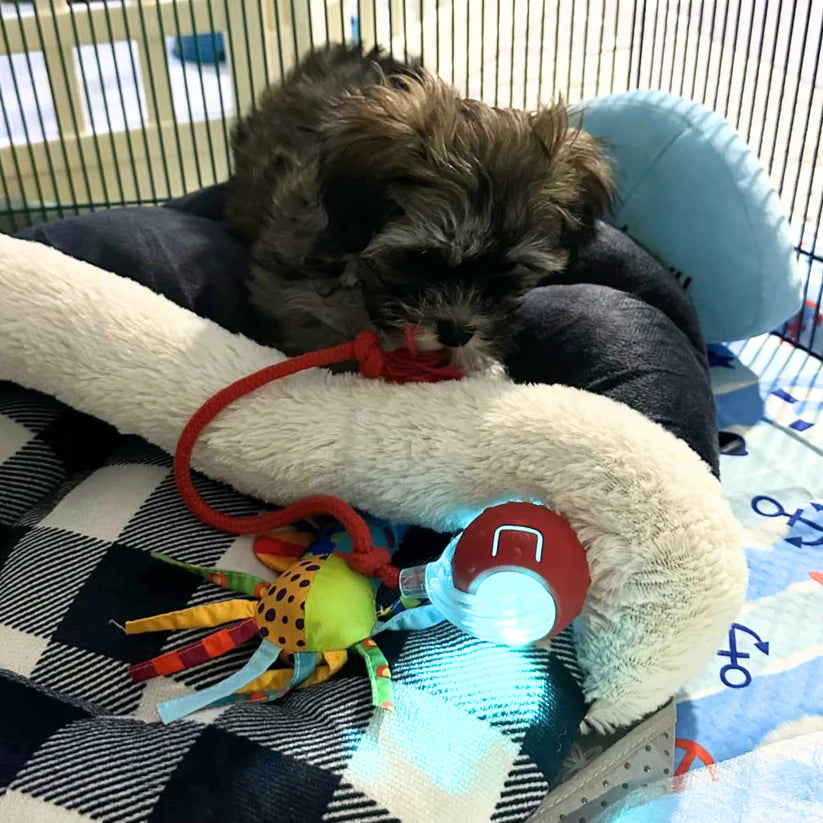 Smart Rechargeable Pet Rolling Ball